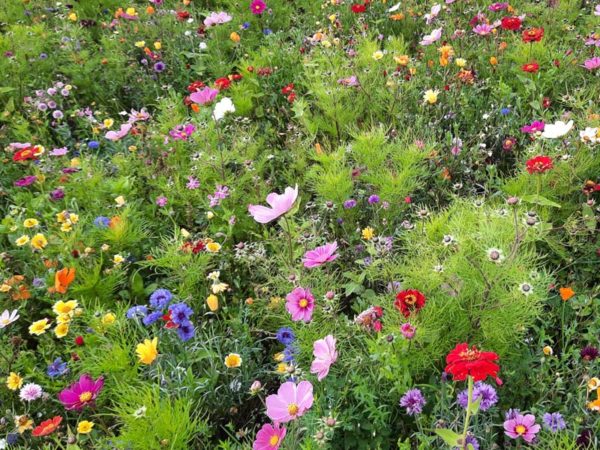 Bild Sec blomsterblandning