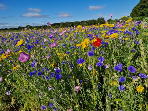 Olssons blomsteråker