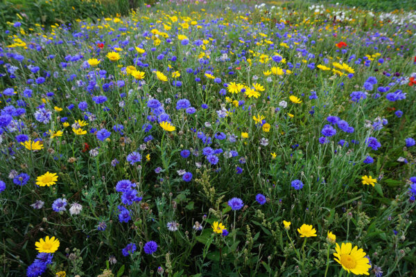 Olssons blomsteråker - Bild 2