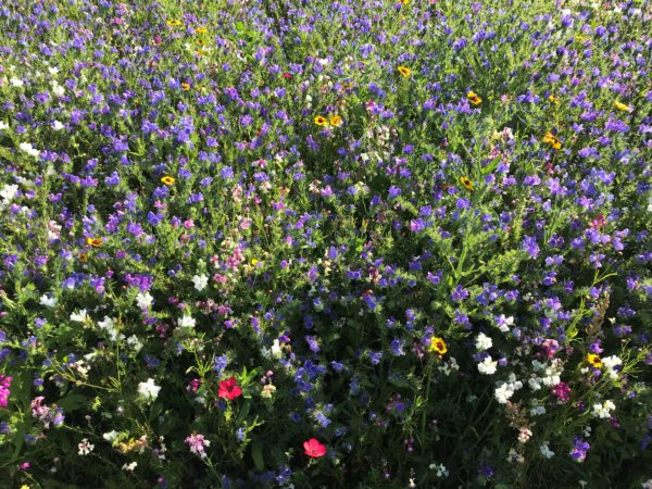 Olssons Bee Friendly