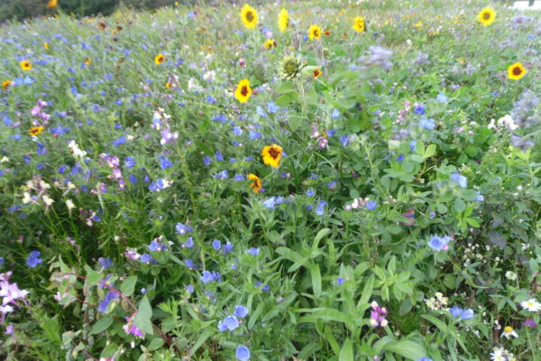 Olssons Bee Friendly - Bild 2