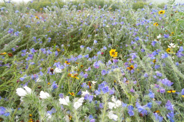 Olssons Bee Friendly - Bild 3