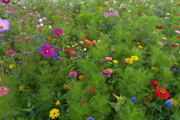 Olssons snittblomsblandning - Bild 2
