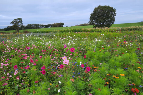 Olssons snittblomsblandning