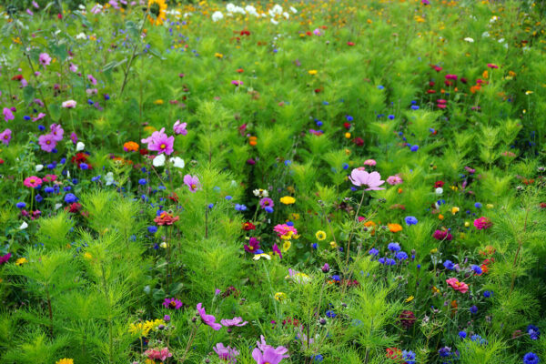 Olssons snittblomsblandning - Bild 3