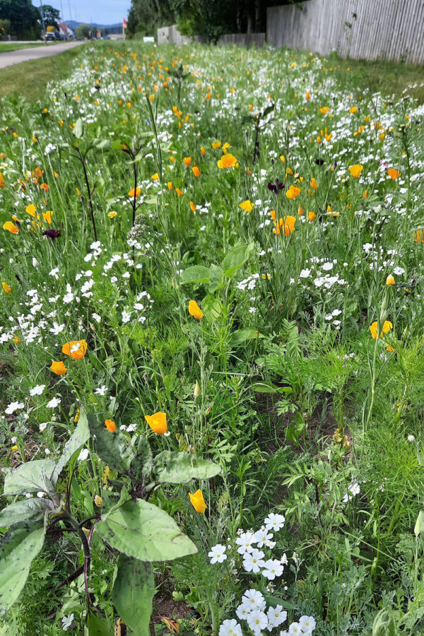 Olssons soluppgång - Bild 5