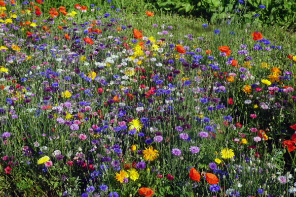 Tenor sommarblomsblandning
