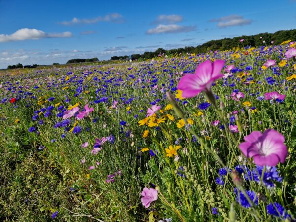 Olssons blomsteråker - Bild 3