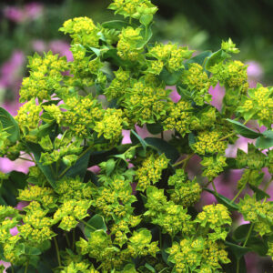 Bupleurum rotundifolium, harört ’QIS Graffitti’