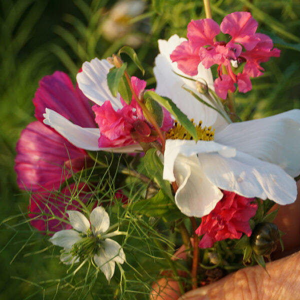 Blomfrö – Olssons Frö