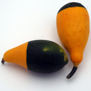 Pear Bi‐Colour – 20 st