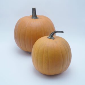 Terrafin F1 – 20 st