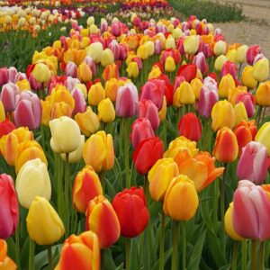 Darwin Mix – Nyhet!