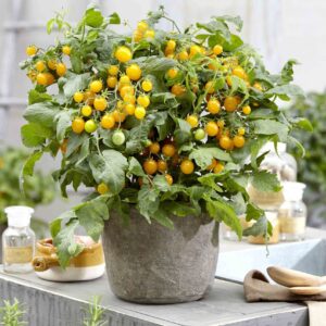 Sweet Sturdy Grace F1, 5 frö