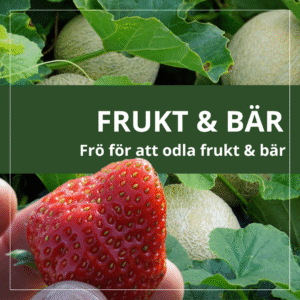 Frukt & Bär