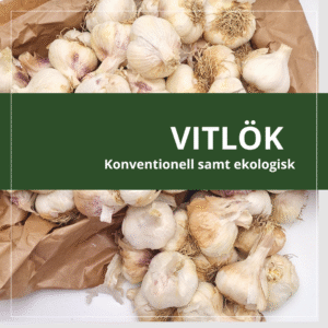 Vitlök