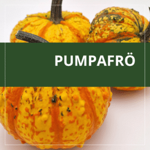Pumpafrö