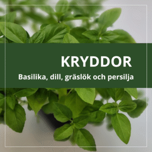 Kryddor