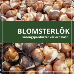 Blomsterlök