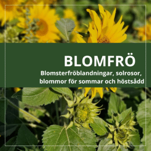 Blomfrö