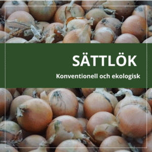 Sättlök