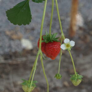 Jordgubbe ’Elan’ , 20 frö