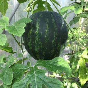 Vattenmelon ’Mini Love’ F1, 10 frö