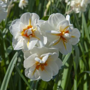 Narcisser