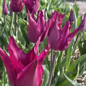 Purple Heart – Nyhet!