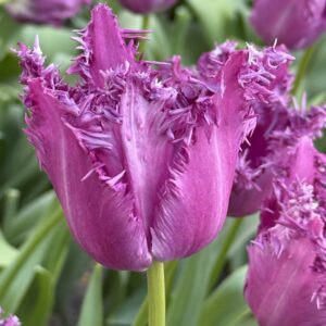 Purple Jaws – Nyhet!