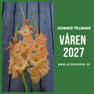 Gladiolus