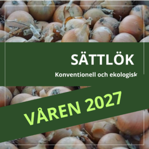Sättlök