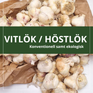 Vitlök / Höstlök